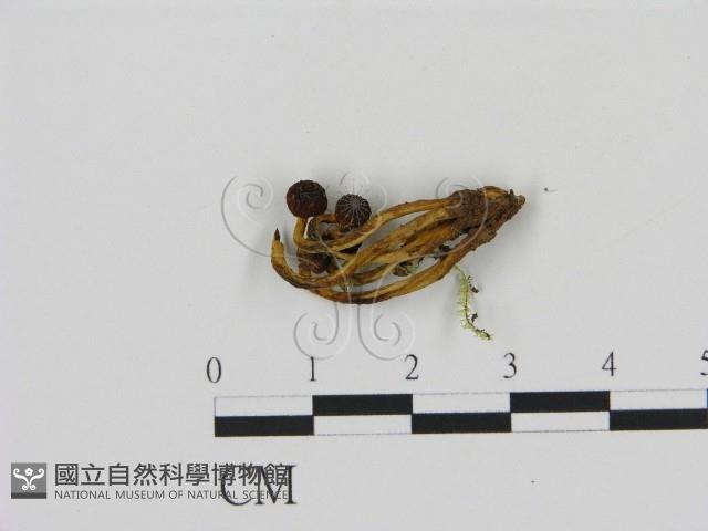 登錄號:F0009972藏品圖，第1張