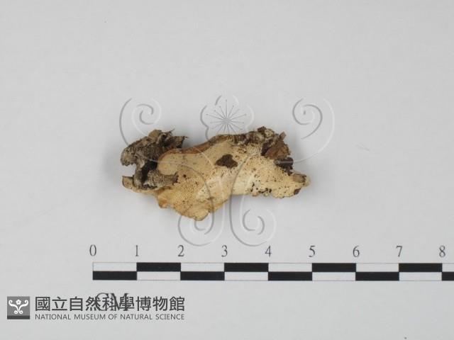 登錄號:F0019972藏品圖，第1張