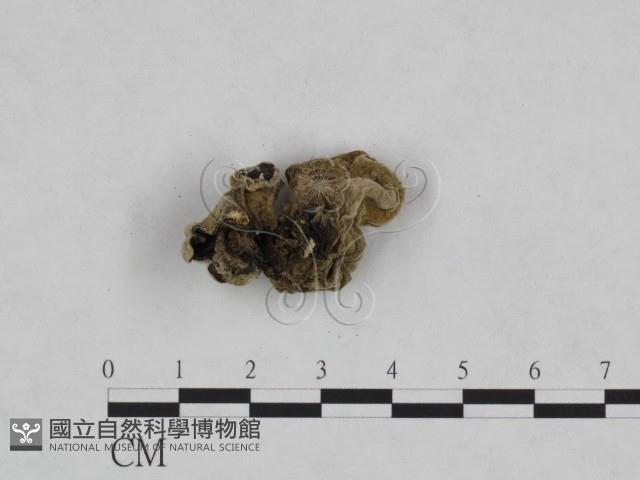 毛木耳藏品圖，第1張