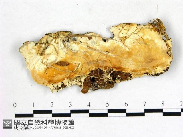 登錄號:F0013972藏品圖，第1張