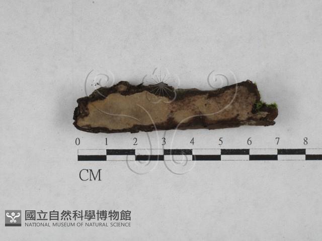 多年臥孔菌屬藏品圖，第1張