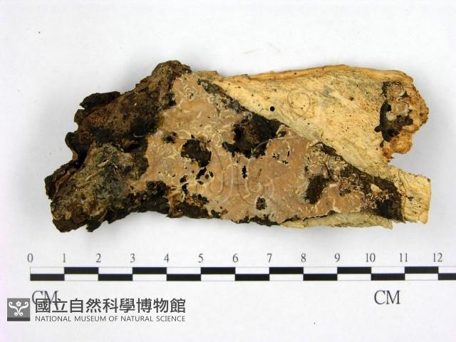 登錄號:F0008672藏品圖，第1張