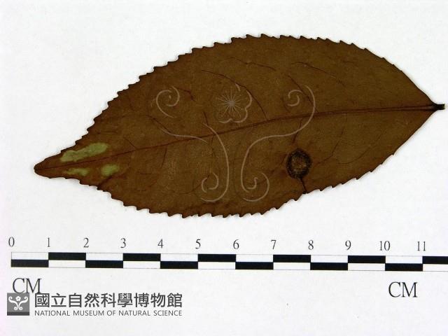 登錄號:F0020672藏品圖，第1張