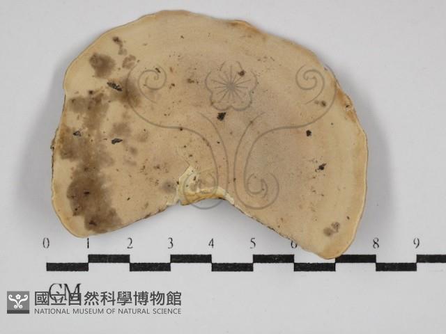 黄柄小孔菌藏品圖，第1張