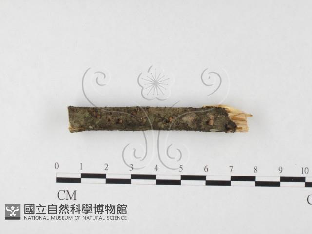 登錄號:F0026672藏品圖，第1張