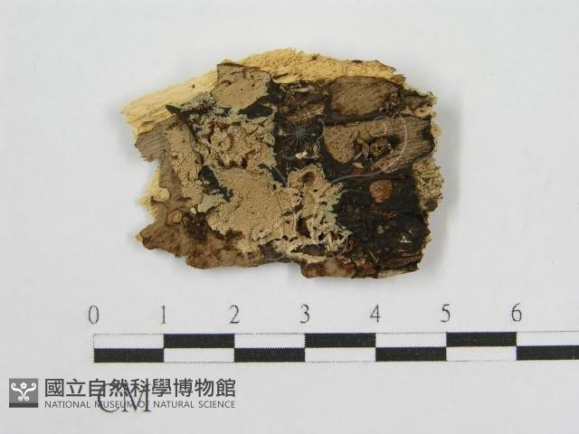 登錄號:F0016672藏品圖，第1張