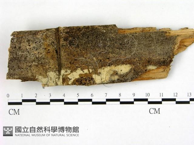 冇骨消絲齒菌藏品圖，第1張