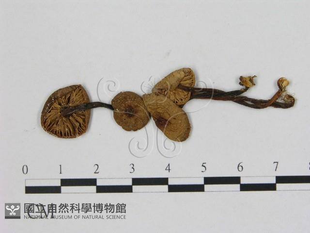小菇屬藏品圖，第1張