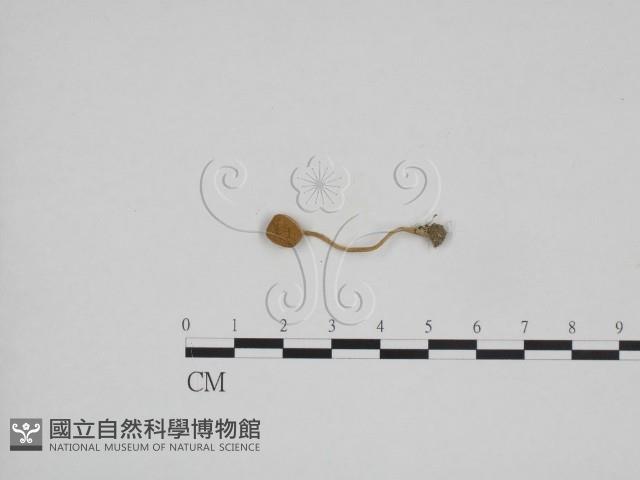 登錄號:F0024672藏品圖，第1張