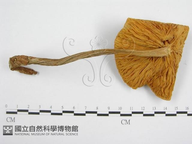 登錄號:F0004672藏品圖，第1張