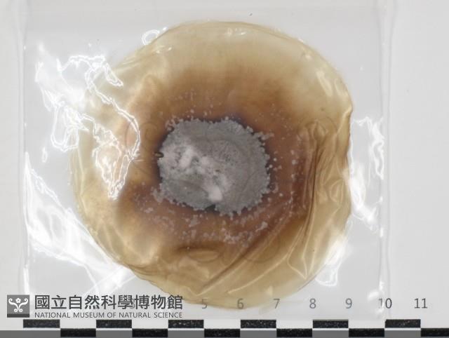 登錄號:F0034672藏品圖，第1張