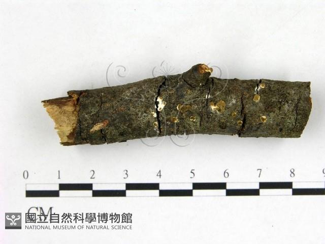 登錄號:F0022672藏品圖，第1張