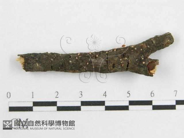 登錄號:F0002672藏品圖，第1張