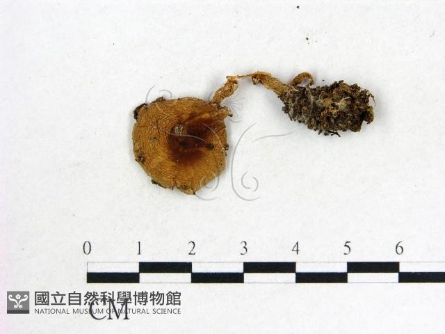 登錄號:F0012672藏品圖，第1張