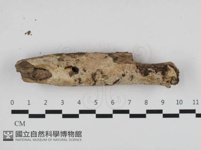 登錄號:F0032672藏品圖，第1張