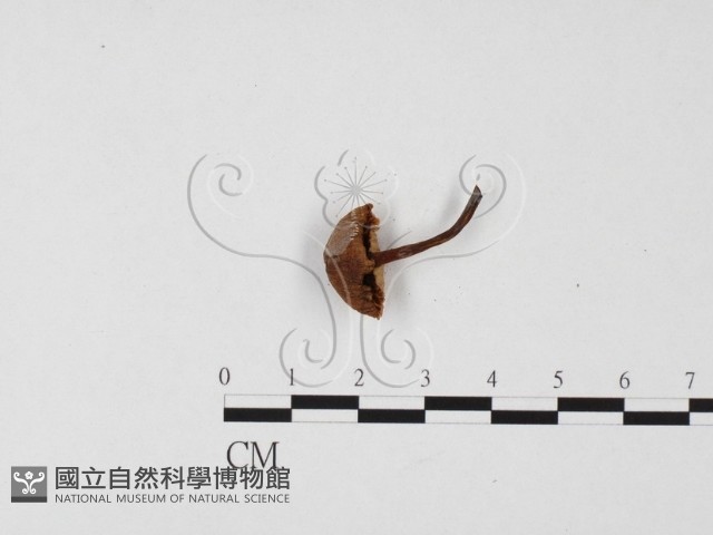 小菇屬藏品圖，第1張