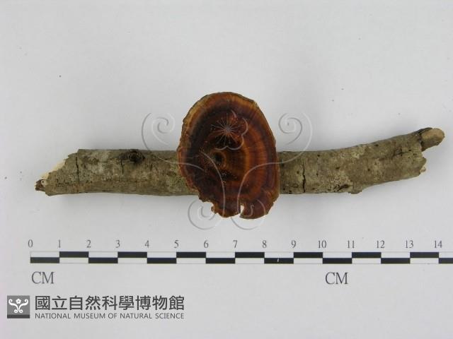 相鄰小孔菌藏品圖，第1張