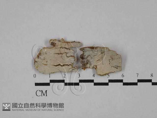 登錄號:F0029672藏品圖，第1張