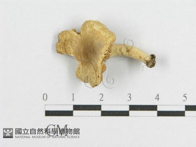 登錄號:F0009672藏品圖，第1張