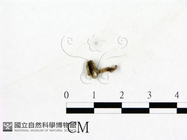 登錄號:F0003672藏品圖，第1張