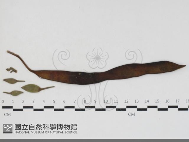 登錄號:F0033672藏品圖，第1張