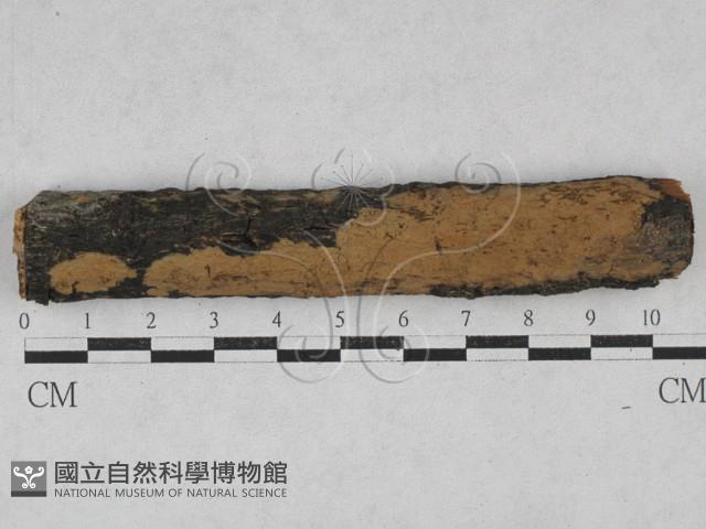 刺革菌屬藏品圖，第1張
