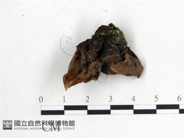 木耳屬藏品圖，第1張