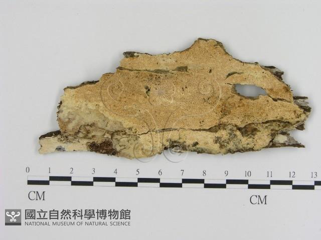 登錄號:F0000472藏品圖，第1張