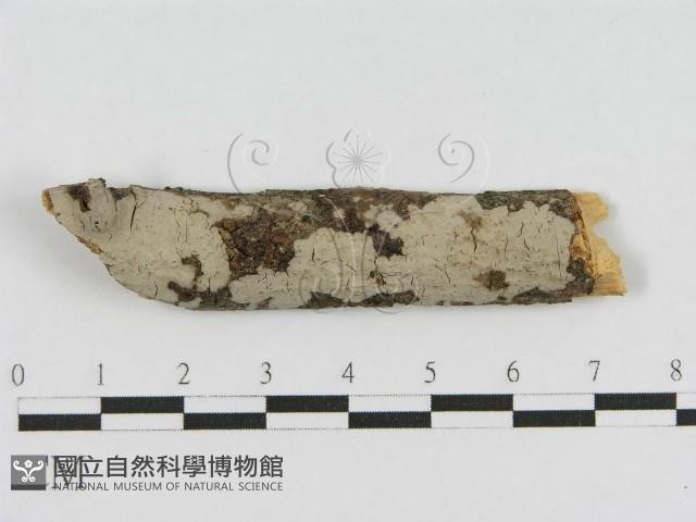 登錄號:F0010472藏品圖，第1張