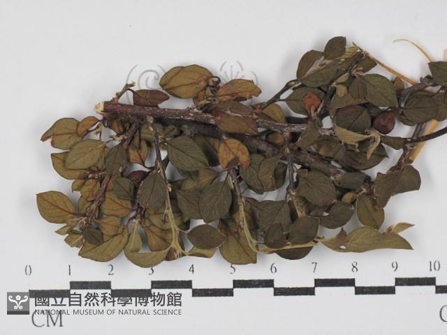 登錄號:F0030472藏品圖，第1張