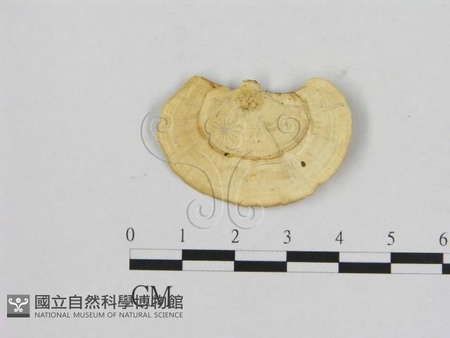 登錄號:F0006472藏品圖，第1張