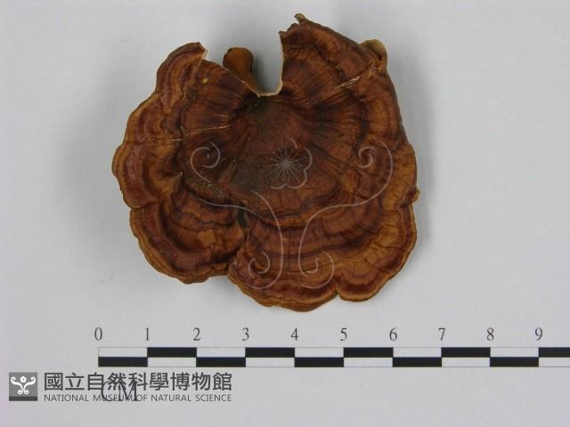 黄柄小孔菌藏品圖，第1張