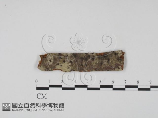 登錄號:F0011472藏品圖，第1張