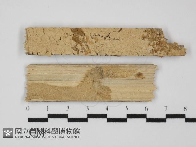 登錄號:F0031472藏品圖，第1張