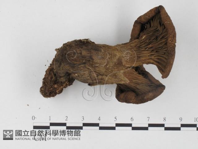 登錄號:F0024472藏品圖，第1張