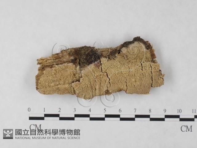 絲齒菌屬藏品圖，第1張