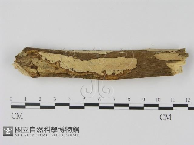 登錄號:F0002472藏品圖，第1張