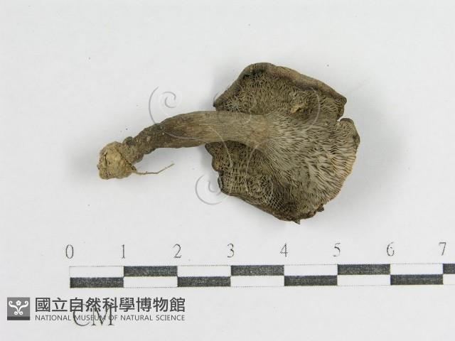 登錄號:F0012472藏品圖，第1張