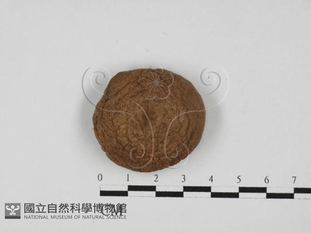 杯傘屬藏品圖，第1張