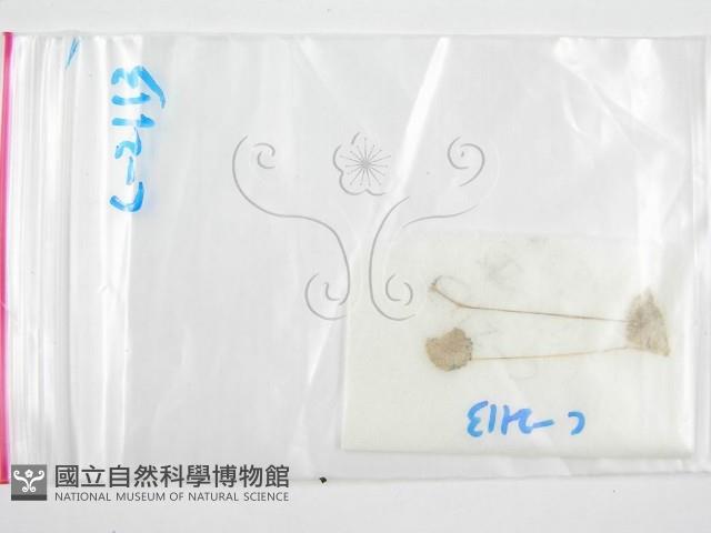 鬼傘屬藏品圖，第1張