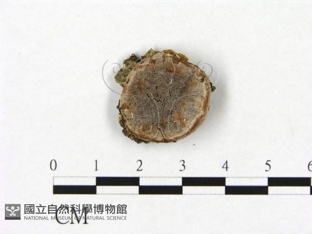 登錄號:F0017472藏品圖，第1張