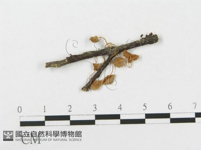 登錄號:F0005472藏品圖，第1張