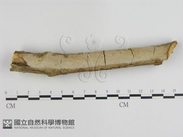 登錄號:F0015472藏品圖，第1張