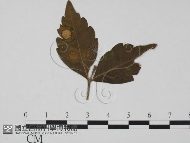 登錄號:F0019472藏品圖，第1張
