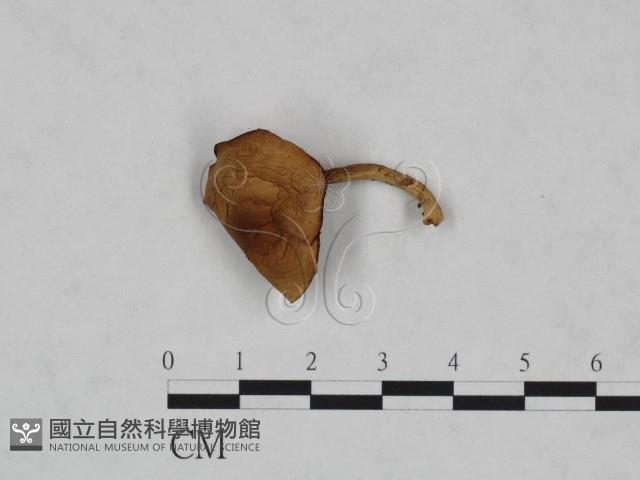 登錄號:F0023472藏品圖，第1張