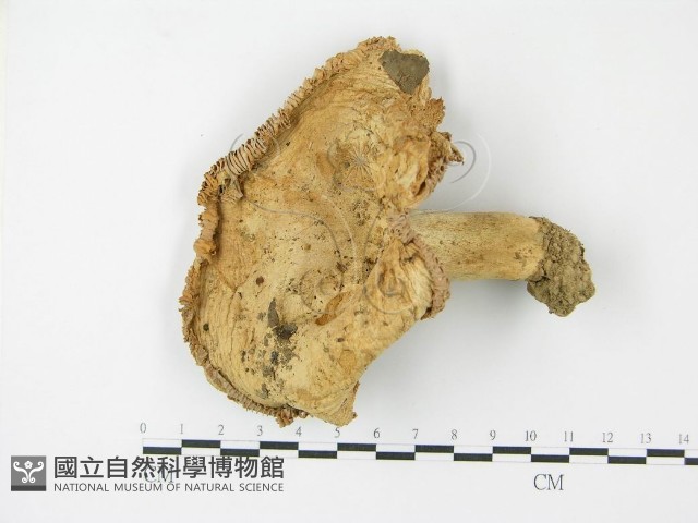 登錄號:F0003472藏品圖，第1張