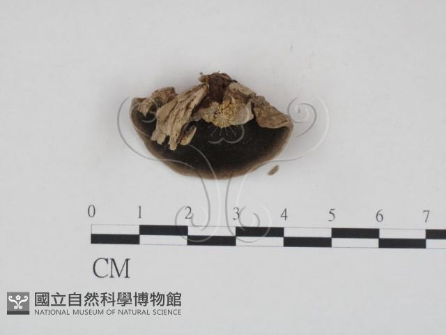 登錄號:F0013472藏品圖，第1張