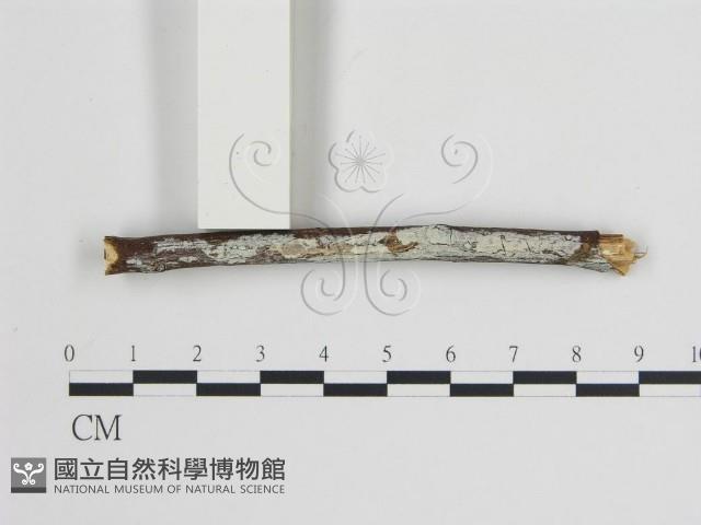 樹狀皮革菌屬藏品圖，第1張