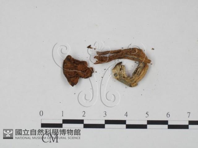 登錄號:F0010772藏品圖，第1張