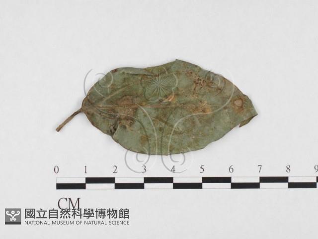 登錄號:F0026772藏品圖，第1張